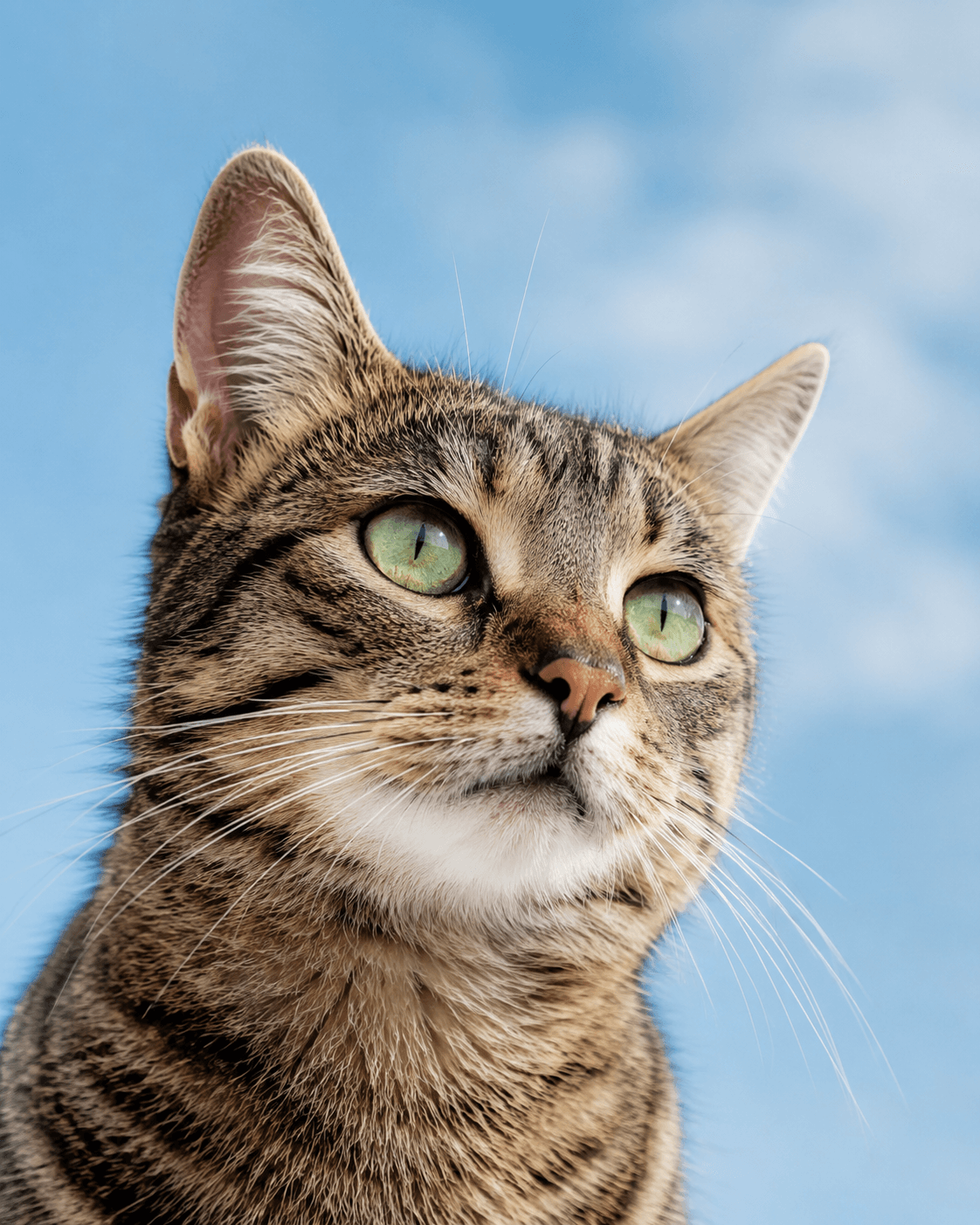 Pet memorial